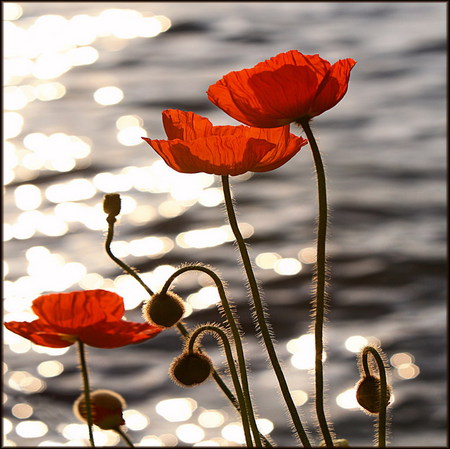 sunset reflection - sunset, poppy, red, wild flower