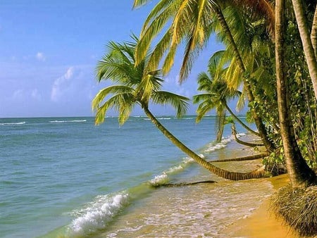 seashore - palm, wave, blue, seashore