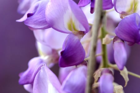 wisteria - macro, wisteria, flower, purple