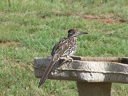 Texas Speedster - nature, roadrunner, native, birds