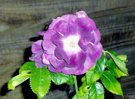 purple rose in the evening light. - fence, purple, leaves, night, rose