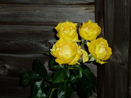 Beautiful Yellow Rose. - rose, beauty, fence, yellow