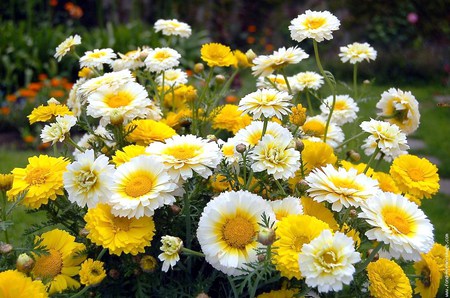 Sunny side up - daisies, flowers, group, yellow, sunny bright