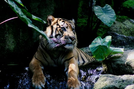 Sumatran Beauty cooling off - animal, nature, sumatran, tiger