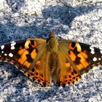 Painted Lady