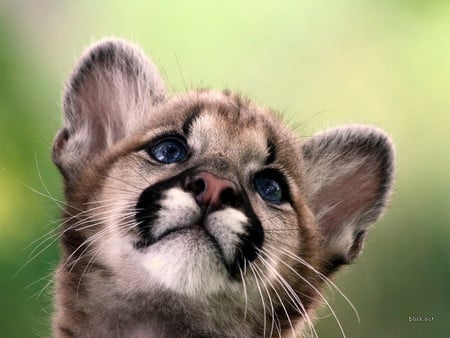 Little one - leopard, kitten, spots, face, whiskers, blue eyes