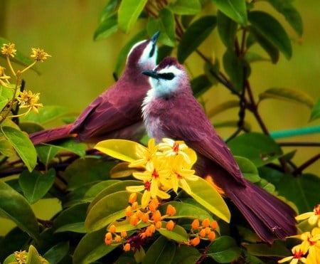 Colour on the wing - pair, flowers colorful, beautiful, green leaves, long tail, two birds, white, coloured, flowers yellow, picture, burgundy, tree, branch, couple, yellow flowers, birds, colorful, purple, animals, flowers, blue, littlefruits, trees, purple and white