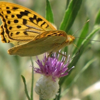 Butterfly in Mahdishahr