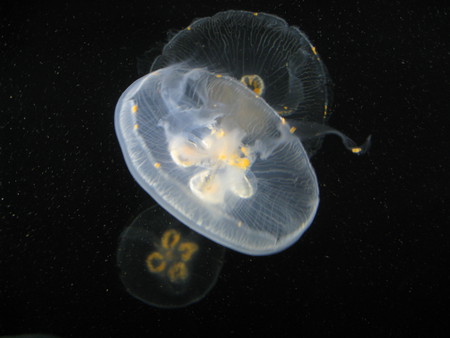 In the Dark - jellyfish, nature, sea animals, ocean creatures, animals, wildlife