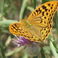 Butterfly 2 in Mahdishahr