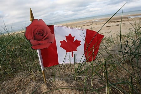 Canada Bday - canada, beach, rose, flag, birthday