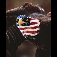 USA Patriot Eagle