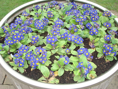 Flower pot - view, photo, flower, uk