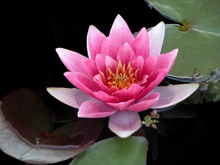 Lily - wales, garden, pond, flower