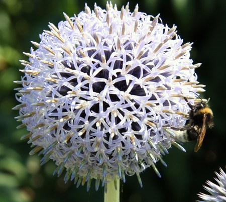 Busy Bee - summer, gardens, bee, flower