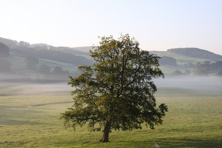 Oak Tree - field, tree, oak, mist