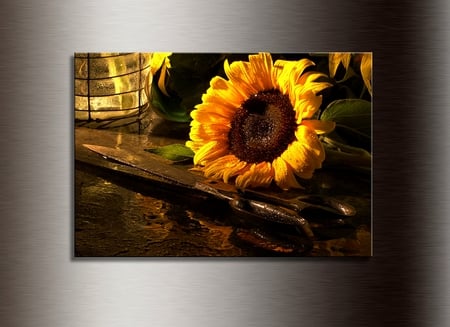 SUN FLOWER - scissor, rusty, sun flower, light, slide, frame