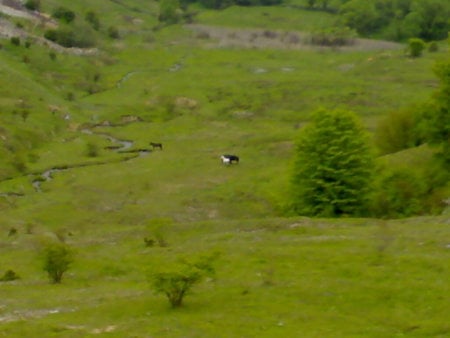 horses - nature, animals