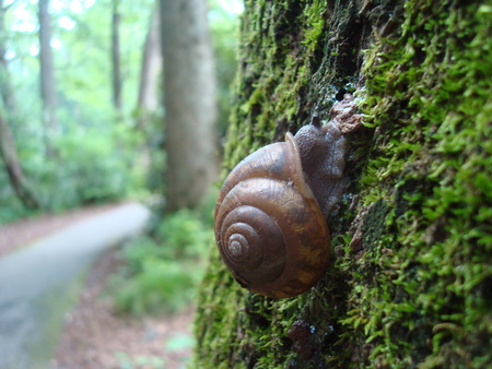 snail crossing - snail, tree, bugs, nature