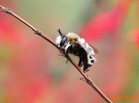 Hang on ... - flowers, bee, insects, nature