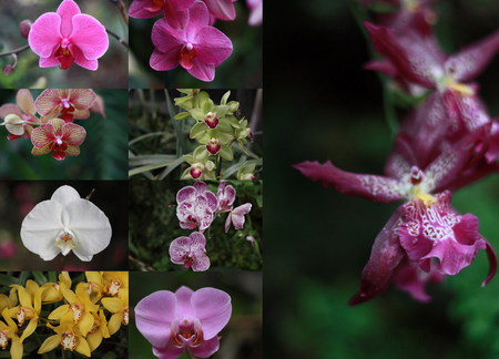 orchid - collage, egzotic, colorful, orchid