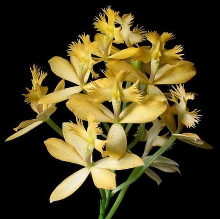 orchid - epidendrum, yelow, tropical, orchid