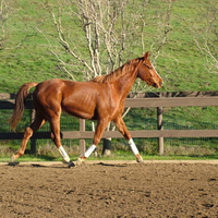 wormblood horse