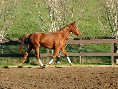 wormblood horse - stallion, chestnut, foal, lovely, mare