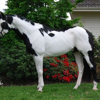 a wormblood paint horse