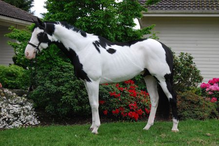 a wormblood paint horse - tack, riens, bridel, paint, real, bit, horse, wormblood, cross breeding