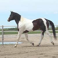 brown and white