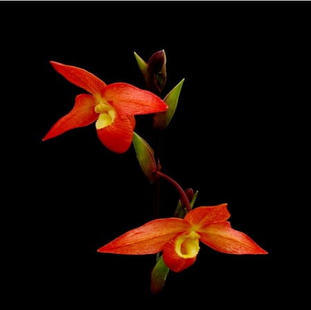 orchid - egzotic, flower, orchid, red