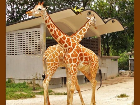 Giraffes - picture, cool, giraffes, beautiful