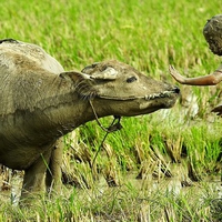 Friends in Mud