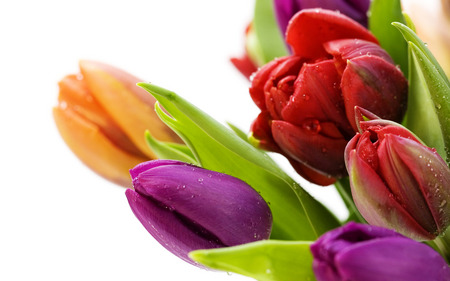 Lovely Tulips - tulips, flowers, beautiful, close