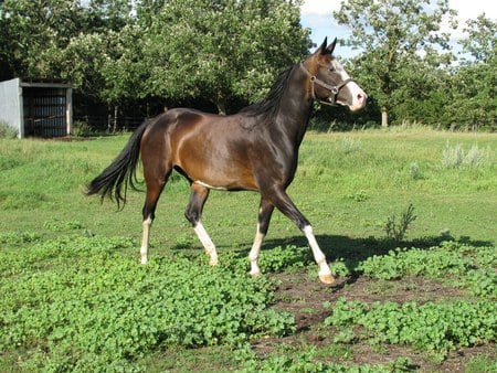 Akhal-Tekes - horse, russian breed, asian, zares