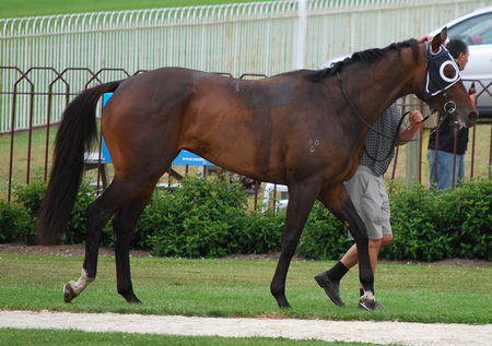 Ethereal stock tb - roses, trophie, winner, horse, race