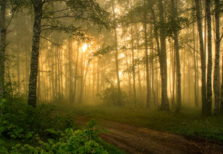 Dreamy - trees, sunlight, light, fog, plants, path, ferns, mist