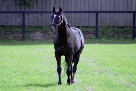 Sunday Silence - tb, racer, hall of famer, horse of history, triple crown winner