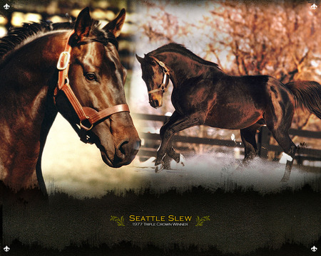 Seattle Slew triple crown horse - champion, glory is his middle name, perseverance, power, heart of a racer