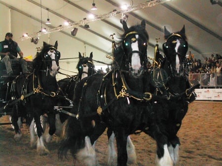 a group of shires - horses, breed, tallest breed, carrage, black, wieght, hevey