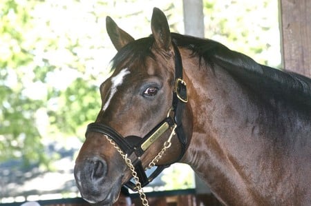 Cigar triple crown winner - shire, blood lines, alive, powerful, race track, leading stud