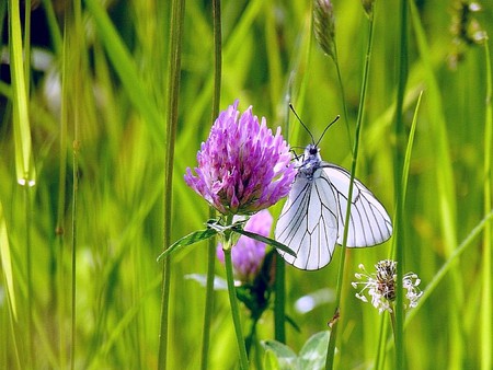 Butterfly on Flower - beautiful, on flower, butterfly, picture