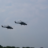 Black Cats (lynx X2)