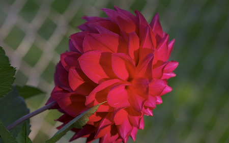 Red - nature, beautiful, red, flower, nice-destiny