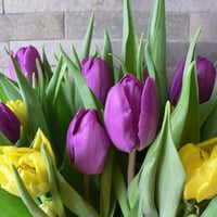 tulips