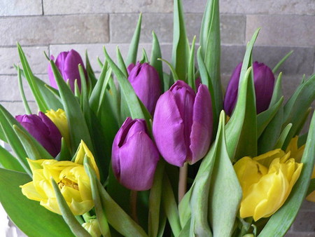 tulips - grey brick wall, tulips, purple, yellow