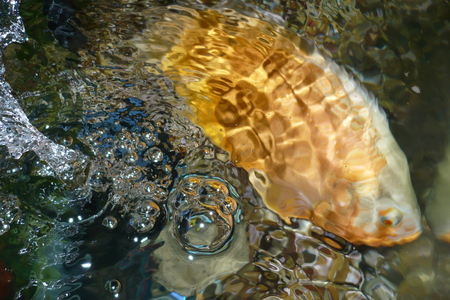 Pretty Boy Floyd - oscar, pet, water, fish, ripples