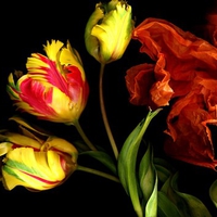 Dance of the tulips