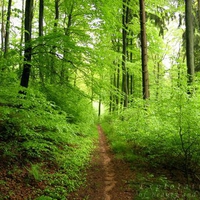 Green way